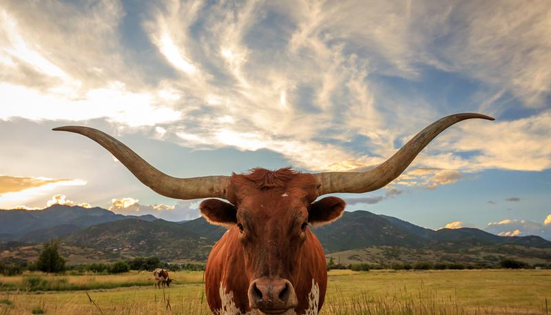 shutterstock_455067778